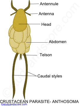 Parasitism in Crustaceae, crustacean parasites, parasitic crustaceans, copepod parasites, Isopoda parasites, cirripidea parasites, Branchiura parasites